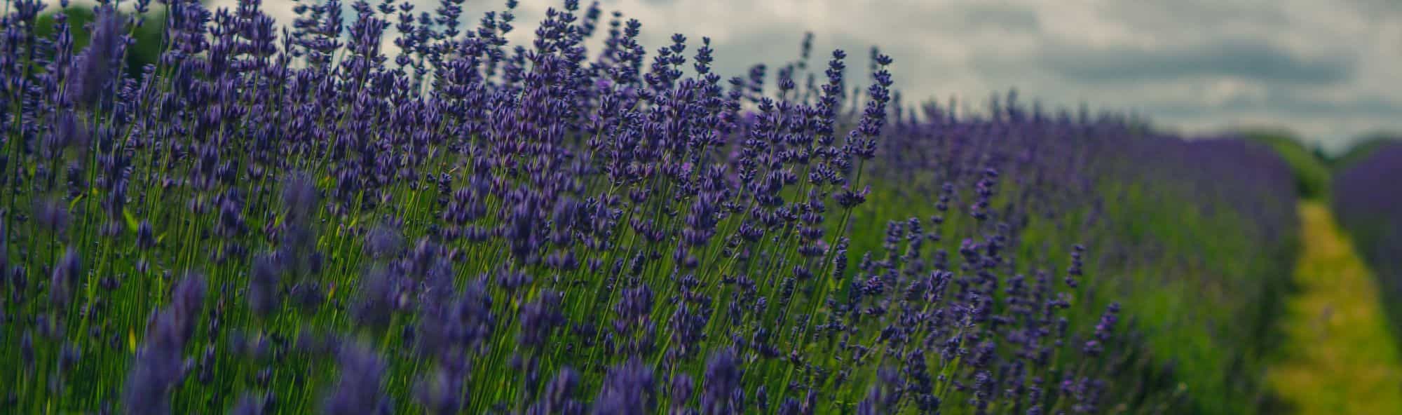 Mayfield Lavender Farm, Barnstead, England, United Kingdom